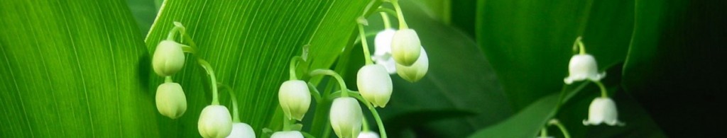cropped-desktop-wallpaper-gallery-nature-lily-of-the-valley-spring-flowers-desktop-wallpaper-hd-free-for-iphone-widescreen-photos-backgrounds-screensavers-nature.jpg