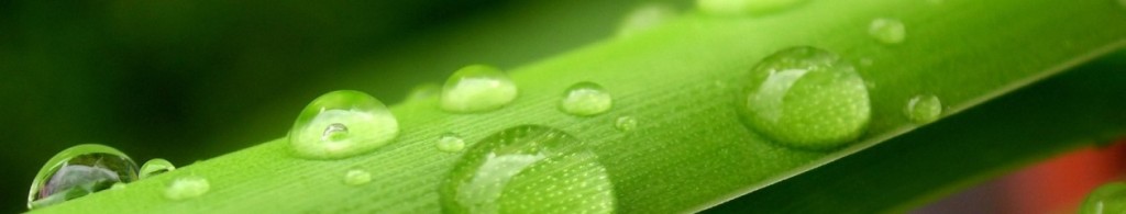 cropped-water_drops_on_leaves_vplants_x3_0014.jpg