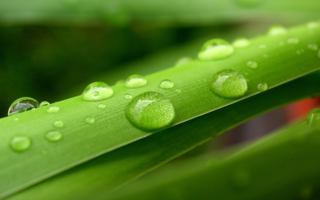 water_drops_on_leaves_vplants_x3_0014